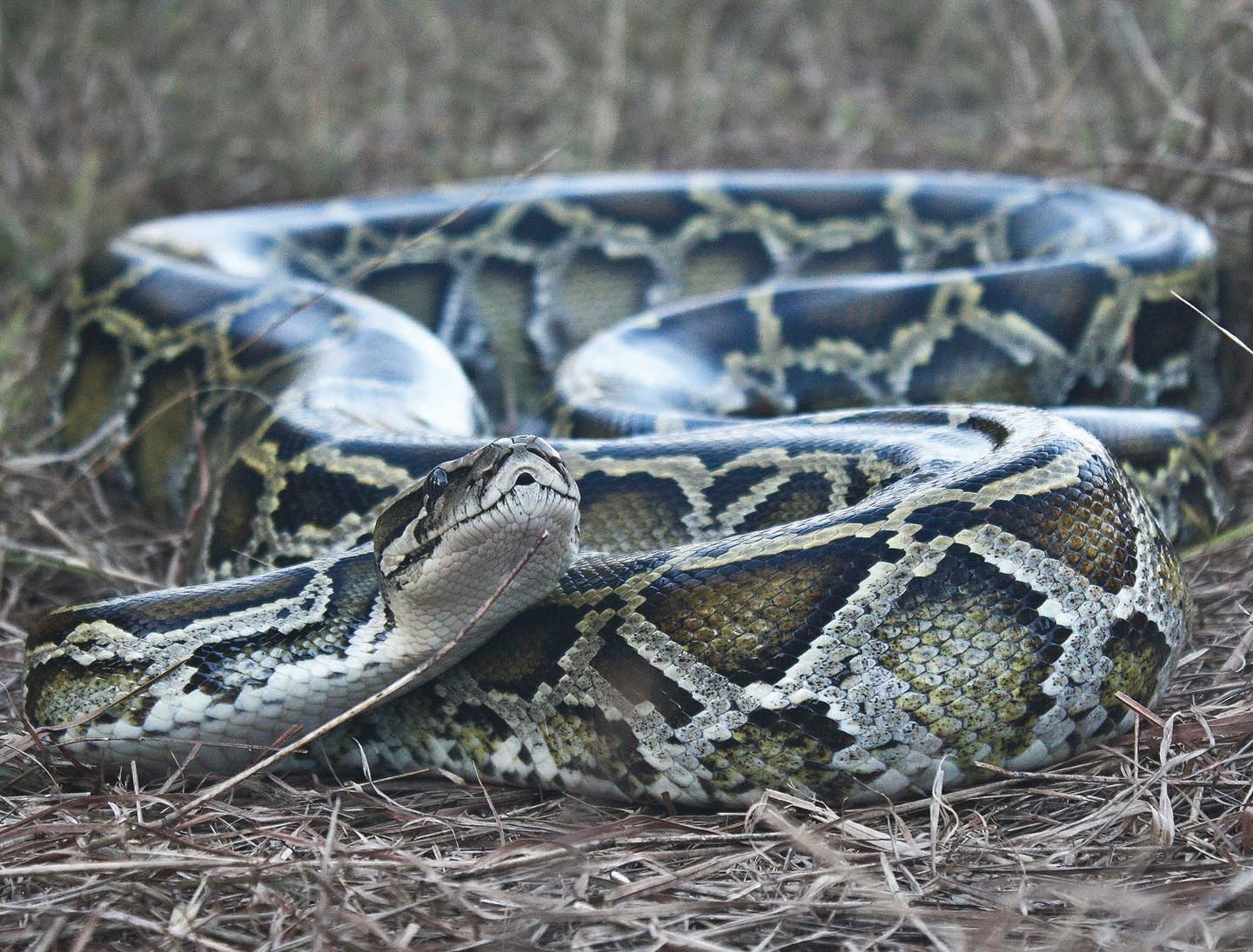 This photo is of a Burmese python.